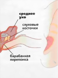 Органы слухового аппарата